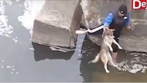 Este hombre salvó a un perro que no podía salir del río. ¡La reacción del animal