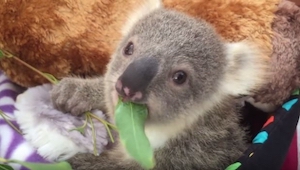 Un koala y su genial regalo navideño. ¡Qué mono!