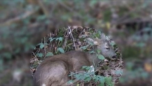 Un extraño ayudó a un ciervo herido. ¡Mirad este video tan emocionante!