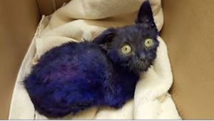 Un gato de color violeta fue rescatado después de ser un juguete vivo...
