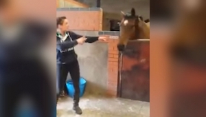 Empezó a bailar en un establo. ¡La reacción de este caballo fue maravillosa!