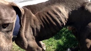 Este perro sobrevivió sólo gracias a una mujer adicta a ir al esteticista.