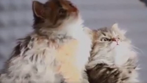 Incluso si los gatos no te gustan mucho, te enamorarás de este video. Míralo y y