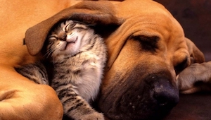Mirad las 14 fotografías que muestran la bellísima amistad entre perros y gatos.