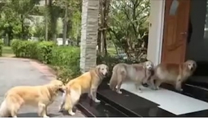 Cuatro perros de raza golden retriever esperan delante de la puerta para entrar 