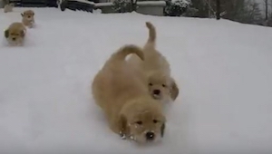 Ocho cachorros salieron de casa fuera donde había una gran capa de nieve. ¡No va
