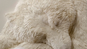 Parece un oso polar durmiendo, pero cuando me di cuenta de la verdad me quedé mu