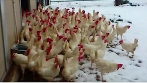¡Las gallinas vieron la nieve por primera vez en su vida! Mirad su reacción tan 