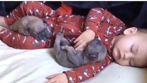 Una madre tumbó a su hijito junto con dos cachorros... y después grabó sus reacc