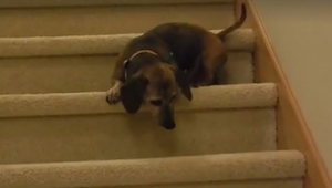 Un perro empezó a bajar la escalera, ¡un rato después no pude contener la risa!