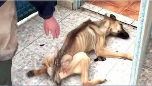 ¡Lo que hicieron a este perro es una negligencia inadmisible! Por suerte lo salv