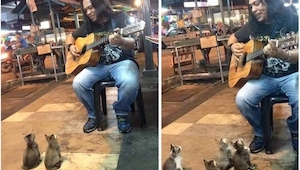 Un músico ignorado tocó para... cuatro gatitos. ¿Su reacción? ¡No tiene precio!