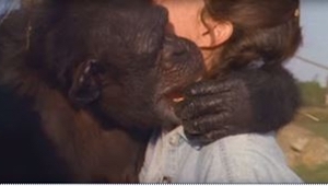 Este mono nunca ha olvidado que hizo por él una mujer... ¡Ahora se vieron por pr