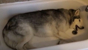 ¡A este perro le encanta bañarse! ¡Mirad de qué manera graciosa le pide a su due