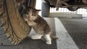 Encontró a este gatito debajo de su coche. Cuando su esposa escribió este mensaj
