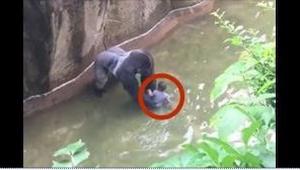 Un niño de cuatro años cayó a la fosa de un gorila. Lo que pasó luego dividió a 