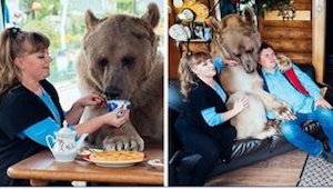 Esta pareja adoptó a un oso de 3 meses. ¡Míradlo 23 años más tarde!