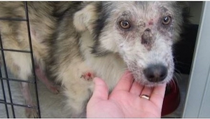 Tiraron piedras sobre este perro. ¡Para protegerlo, una adolescente venció a su 