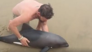 Este hombre aprovechó su encuentro con un delfín de una manera que nos hizo llor