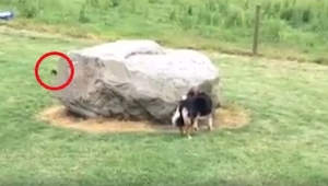 Un perro se paró al lado de una roca. Mirad lo que va a salir por otro lado...