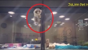 Una cámara grabó a un gatito al intentar huir, pero... ¡Mirad dónde y con quién 