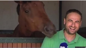 Este reportero iba a hablar sobre los caballos, pero el animal que está detrás d