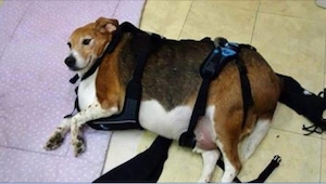 Un panadero adoptó un perro que pesaba 40 kilógramos. ¡Lo que hizo con él fue un