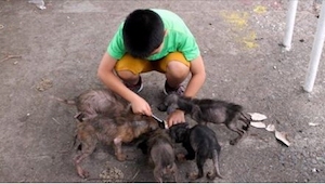 Este niño encontró algo parecido a seis ratas gigantes detrás de una iglesia. Un