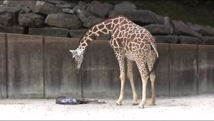 Esta jirafa estaba mirando a su hijo recién nacido. ¡Lo que pasó luego fue incre