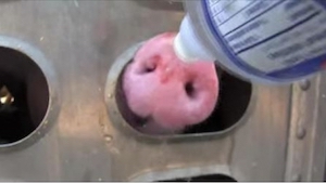 Una mujer dio agua de su botella a cerdos que se estaban muriendo de sed. ¡Ahora
