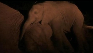 La madre de este pequeño elefante sabe que no sobrevivirá a esta noche. Lo que h