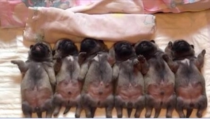 ¡6 cachorros de carlino estaban durmiendo cuando de repente el segundo de la izq