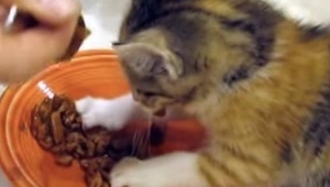 Un gatito lucha por su bol con comida. ¡Mirad cómo lo hace! Me cuesta no reír.