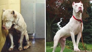 15 fotos de los animales antes y después de la adopción. ¡Mirad cómo cambian los