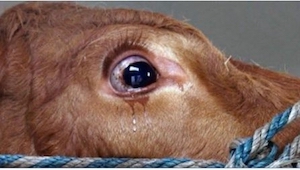 ¡Esta vaca se puso a llorar por tener muchísimo miedo! Fue cuando entendió donde