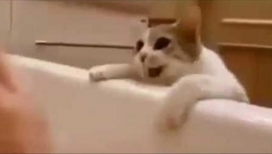 Este gato pensaba que su dueña estaba ahogándose en la bañera. ¡Su reacción ya c