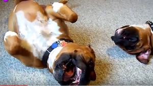 ¡Nadie le creía cuando contaba lo que sus perros hacían, pues grabó un video!