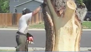 Le dijeron de cortar un árbol delante de su casa, pero tomó esta orden del munic
