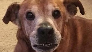 ¡Cuando adoptaron un perro que llevó 17 años en la perrera, su reacción no tenía