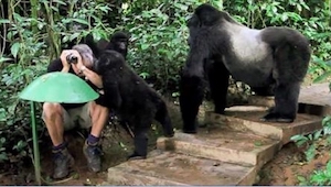 ¡Cuando una familia de gorilas se acercó a él, se quedó pasmado! ¡Mirad lo que h