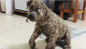¡Lo que le pasó a este cachorro fue terrible! ¡Esperamos que les castiguen a est