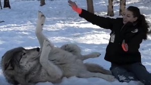 Una mujer se puso en cuclillas al lado de este lobo adulto. ¡Un rato después vi 