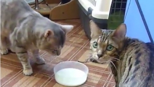 ¿De qué es capaz un gato para consequir un poco de leche? ¡Míradlo!