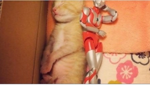  Este gatito iba a morir, pero fue cuando le regalaron un juguete... ¡Lo que pas