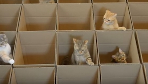 ¡Cuando estos gatitos se acercaron a las cajas, ya no pudo deshacerse de ellos! 