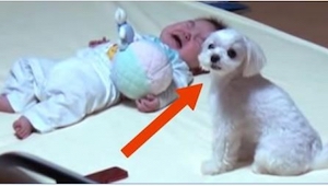 Una madre puso a su bebé al lado de este perro. Lo que grabó le dejó boquiabiert
