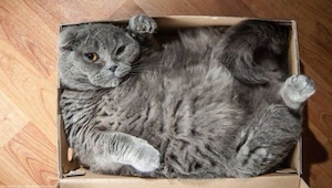 ¡A estos gatos les da igual el tamaño de estas pequeñas cajas! ¡Me puse a llorar