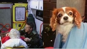 Un hombre se encontró en el hospital. ¡Mirad lo que hizo su perro! ¡Muy conmoved