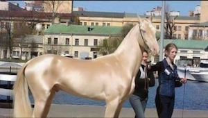  ¡Estas fotos del caballo más bello del mundo les encantan a todos!