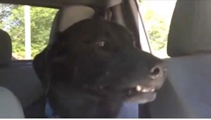 ¡Vi este video como 10 veces y todo por este perro! ¡Os vais a reír mucho!